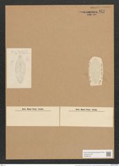 Navicula valida Cleve et Grun. (de-Toni-Nr.: Genus 1, Species 136) Zeichnungen Sammlung Grunow Nr. 414 (NHMW-BOT-W0366726)